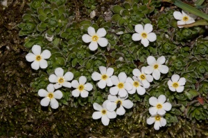 Androsace pubescens DC