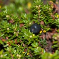 Empetrum nigrum L.