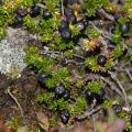 Empetrum nigrum L.
