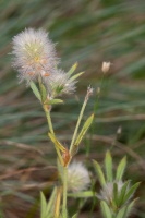 Trifolium arvense L. (Pied de lièvre)