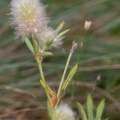 Trifolium arvense L. (Pied de lièvre)