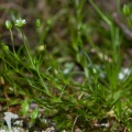 sagina-saginoides-switzerland.jpg