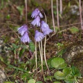 Soldanella alpina L.