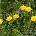 Potentilla aurea L.