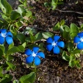 Gentiana orbicularis Schur
