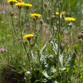 Crepis conyzifolia (Gouan) Kerner