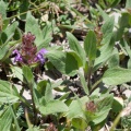 Prunella vulgaris L.