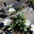 Cerastium latifolium L.