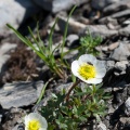 Ranunculus glacialis L.