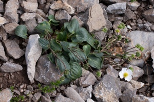 Ranunculus parnassifolius L.