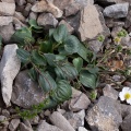 Ranunculus parnassifolius L.