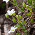 Arenaria ciliata aggr.