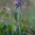 Clinopodium vulgare L.