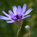 Catananche caerulea L.