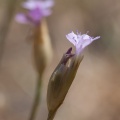 Petrorhagia prolifera (L.) P.W.Ball & Heywood