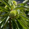 Castanea sativa Miller