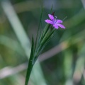Dianthus armeria L.