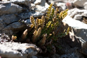 Ceterach officinarum Willdenow