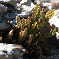 Ceterach officinarum Willdenow