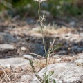 Daucus carota L.