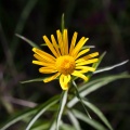 Buphthalmum salicifolium L.