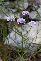 Iberis linifolia L.