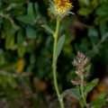 Inula montana L.