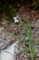 Allium narcissiflorum Vill.