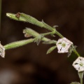 Silene nutans L.