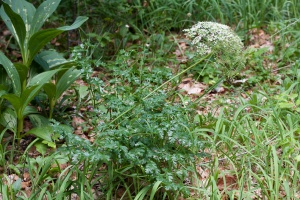 Laserpitium gallicum L.