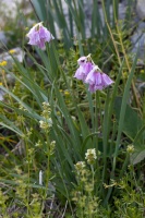 Allium narcissiflorum Vill.
