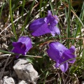 Campanula alpestris Allione