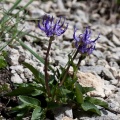 Phyteuma orbiculare L.