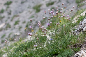 Armeria alpina Willdenow