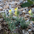 Linaria supina (L.) Chazelles de Prizy