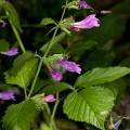 Calamintha grandiflora (L.) Moench