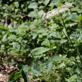 Laserpitium latifolium L.