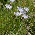 Dianthus hyssopifolius L.