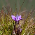 Gentianella campestris (L.) Borner