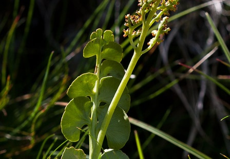 Ophioglossaceae