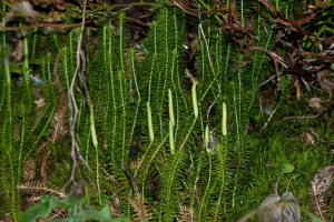 Lycopodium annotinum L.