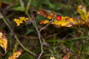 Sorbus chamaemespilus (L) Crantz