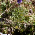 Aconitum variegatum L. s.l.