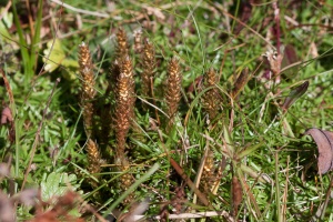 Selaginella selaginoides (L.) Schrank & Martius