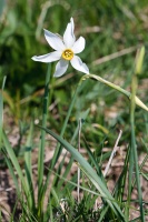 Narcissus radiiflorus Salisbury