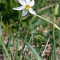 Narcissus radiiflorus Salisbury