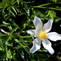 Pulsatilla alpina (L.) Delarbre