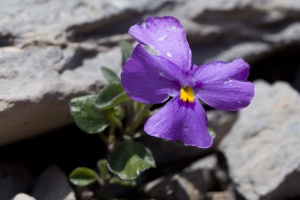 Viola cenisia L.