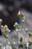 Artemisia umbelliformis Lamarck