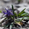 Phyteuma globulariifolium Sternberg et Hoppe
